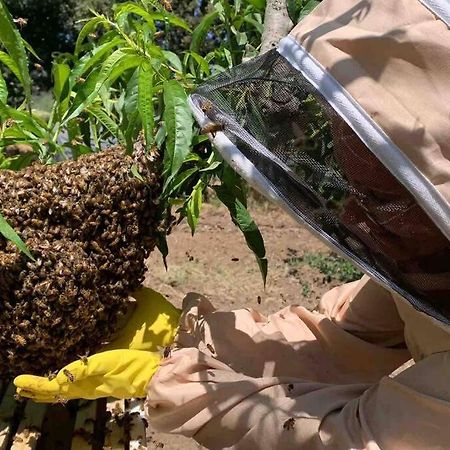 Agriturismo Il Sorbino - Appartamento Da Cocca Pian d'Alma Eksteriør billede