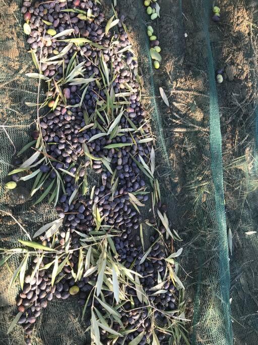 Agriturismo Il Sorbino - Appartamento Da Cocca Pian d'Alma Eksteriør billede