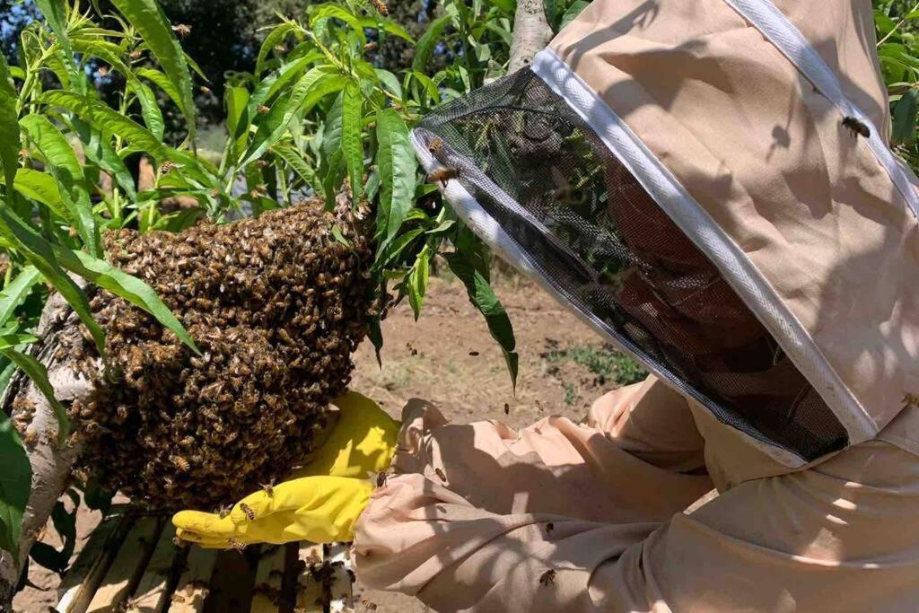 Agriturismo Il Sorbino - Appartamento Da Cocca Pian d'Alma Eksteriør billede