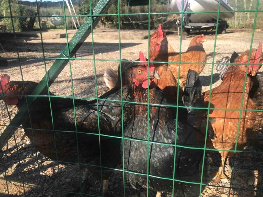 Agriturismo Il Sorbino - Appartamento Da Cocca Pian d'Alma Eksteriør billede