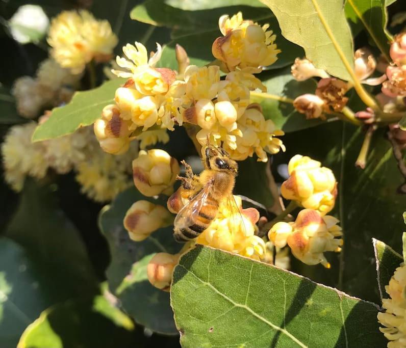 Agriturismo Il Sorbino - Appartamento Da Cocca Pian d'Alma Eksteriør billede
