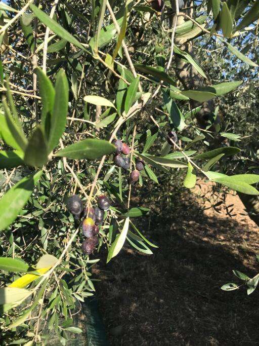 Agriturismo Il Sorbino - Appartamento Da Cocca Pian d'Alma Eksteriør billede