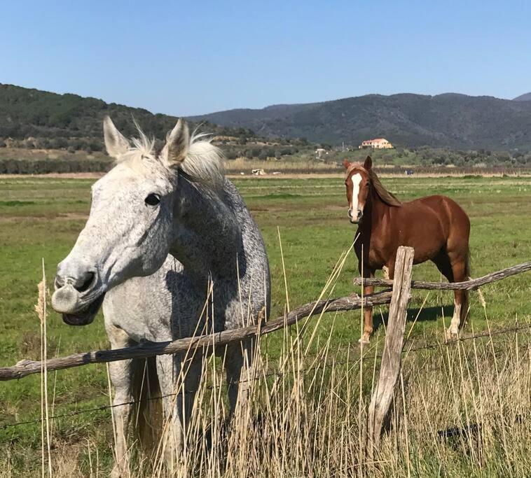Agriturismo Il Sorbino - Appartamento Da Cocca Pian d'Alma Eksteriør billede